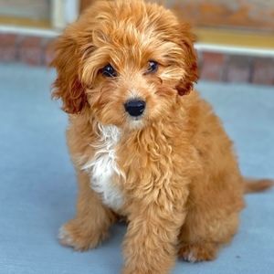 Meet your Posher, Louie